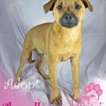 Adoptable (Official) Georgia Dogs for July 11, 2019