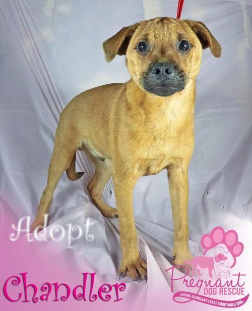 Chandler Pregnant Dog Rescue