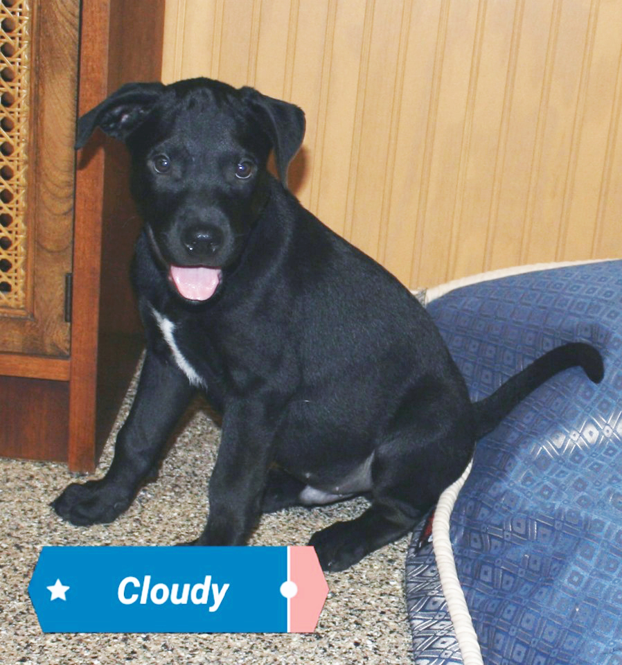 Cloudy Mutt Madness