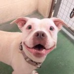 Adoptable (Official) Georgia Dogs for July 12, 2019