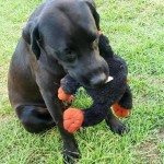 Adoptable (Official) Georgia Dogs for July 23, 2019