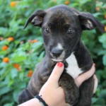 Adoptable (Official) Georgia Dogs for July 17, 2019