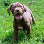 Adoptable (Official) Georgia Dogs for July 9, 2019
