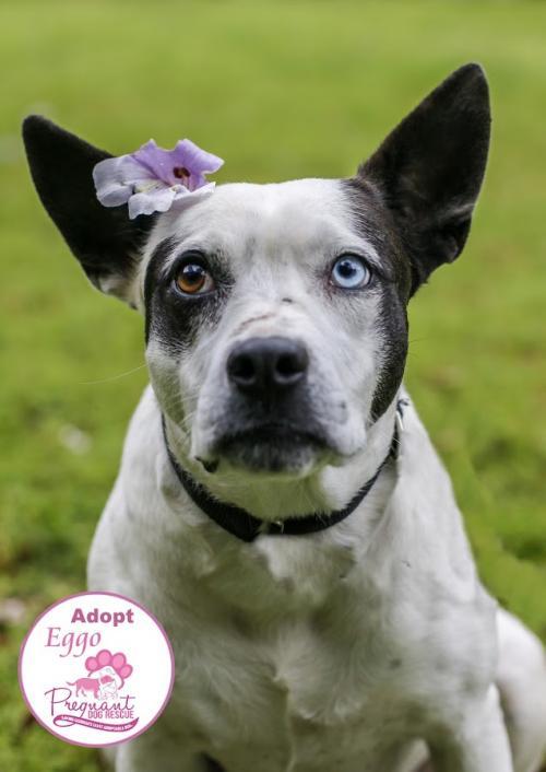 Eggo Pregnant Dog Rescue