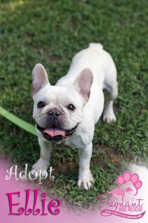 Ellie Pregnant Dog Rescue