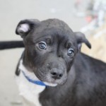 Adoptable (Official) Georgia Dogs for July 30, 2019