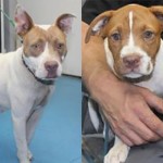 Adoptable (Official) Georgia Dogs for July 3, 2019
