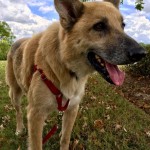Adoptable (Official) Georgia Dogs for July 5, 2019