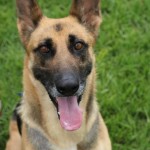 Adoptable (Official) Georgia Dogs for Juuly 29, 2019