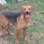 Adoptable (Official) Georgia Dogs for July 10, 2019