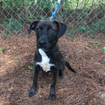 Adoptable (Official) Georgia Dogs for July 2, 2019