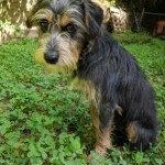 Adoptable (Official) Georgia Dogs for July 25, 2019