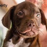 Adoptable (Official) Georgia Dogs for July 8, 2019