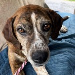 Adoptable (Official) Georgia Dogs for July 18, 2019