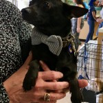 Adoptable (Official) Georgia Dogs for July 1, 2019
