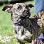 Adoptable (Official) Georgia Dogs for July 16, 2019