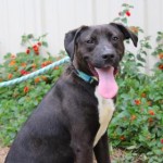 Adoptable (Official) Georgia Dogs for July 22, 2019