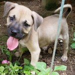 Adoptable (Official) Georgia Dogs for July 26, 2019