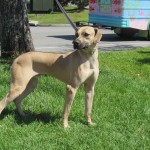 Adoptable (Official) Georgia Dogs for July 15, 2019