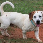 Adoptable (Official) Georgia Dogs for August 9, 2019