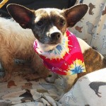 Adoptable (Official) Georgia Dogs for August 13, 2019