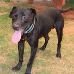 Adoptable (Official) Georgia Dogs for August 30, 2019