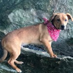 Adoptable (Official) Georgia Dogs for August 12, 2019
