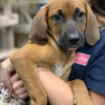 Adoptable (Official) Georgia Dogs for August 14, 2019