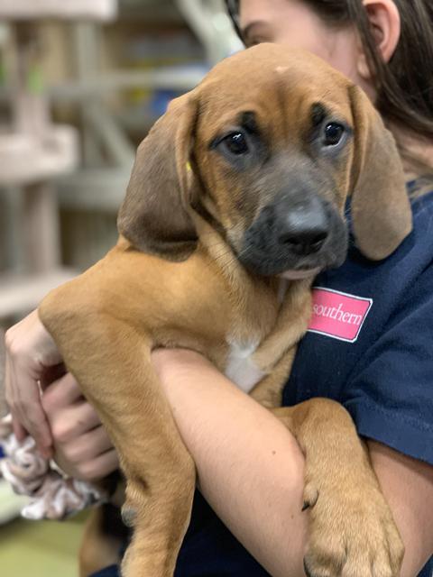 Donky Pup