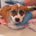 Adoptable (Official) Georgia Dogs for August 20, 2019