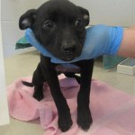 Adoptable (Official) Georgia Dogs for August 26, 2019