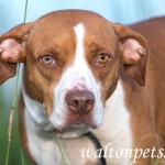 Adoptable (Official) Georgia Dogs for August 22, 2019