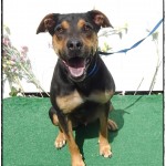 Adoptable (Official) Georgia Dogs for August 29, 2019