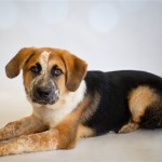 Adoptable (Official) Georgia Dogs for August 27, 2019