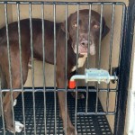Adoptable (Official) Georgia Dogs for August 5, 2019