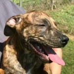 Adoptable (Official) Georgia Dogs for August 7, 2019