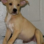 Adoptable (Official) Georgia Dogs for August 29, 2019