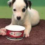 Adoptable (Official) Georgia Dogs for August 23, 2019