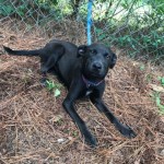 Adoptable (Official) Georgia Dogs for August 19, 2019