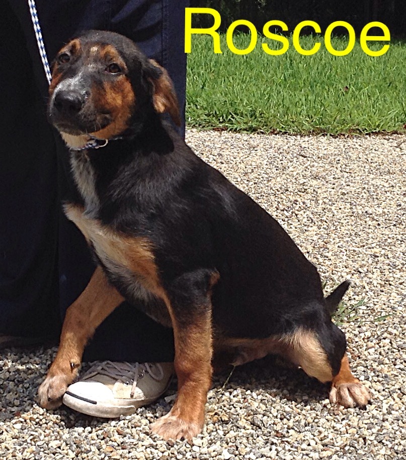 Roscoe Lumpkin