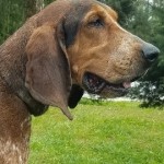 Adoptable (Official) Georgia Dogs for August 8, 2019