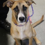Adoptable (Official) Georgia Dogs for August 1, 2019