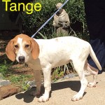 Adoptable (Official) Georgia Dogs for August 6, 2019