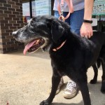 Adoptable (Official) Georgia Dogs for August 16, 2019