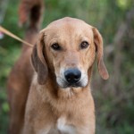 Adoptable (Official) Georgia Dogs for August 2, 2019