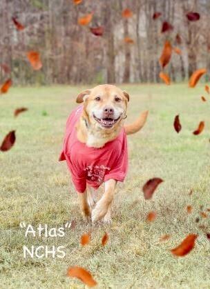 Atlas Newnan Coweta