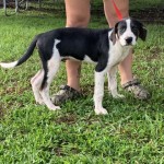 Adoptable (Official) Georgia Dogs for September 6, 2019