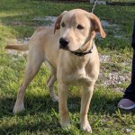 Adoptable (Official) Georgia Dogs for September 12, 2019