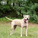 Adoptable (Official) Georgia Dogs for September 25, 2019