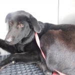 Adoptable (Official) Georgia Dogs for September 27, 2019